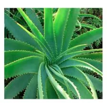 Natural Aloevera Plant
