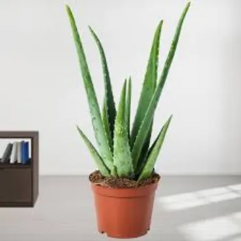 Organic Aloevera Plant