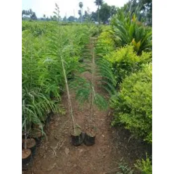 Amla Plant