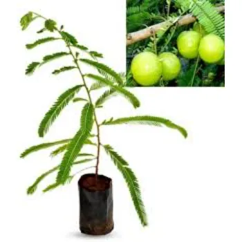Amla Plant