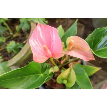 Anthurium