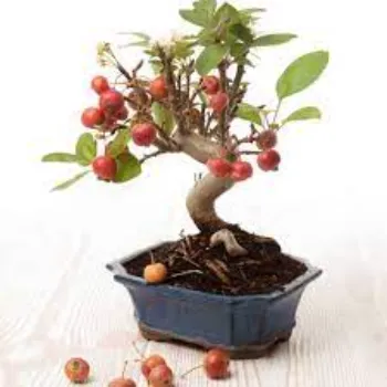 Apple Plant