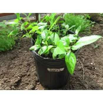 Apple Plant