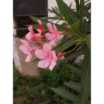 Arali Flowers