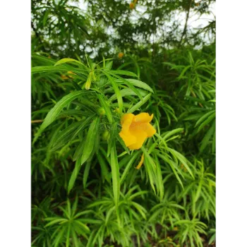 Arali Flowers
