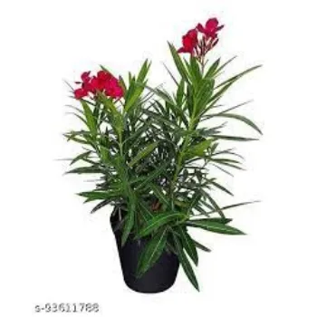 Fresh Arali Flowers