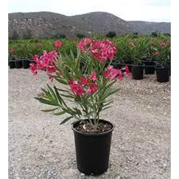 Fresh Arali Flowers