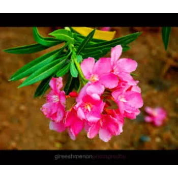 Fresh Arali Flowers