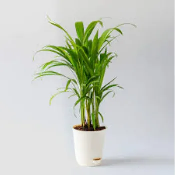 Natural Areca Palm Plant