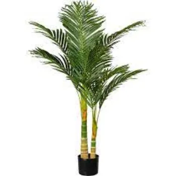 Organic Areca Palm  Plant