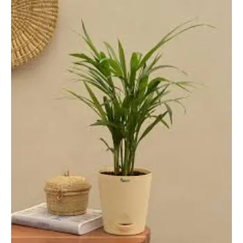 Natural Areca Palm Plant