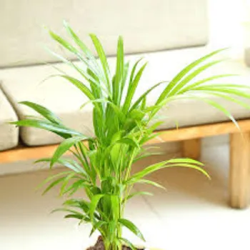 Natural Areca Plam Plant