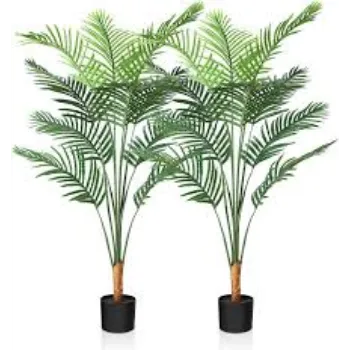 Natural Areca Palm Plant