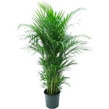 Organic Areca Palm Plant