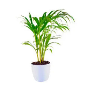 Natural Areca Palm Plant
