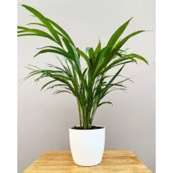 Organic Areca Palm Plant