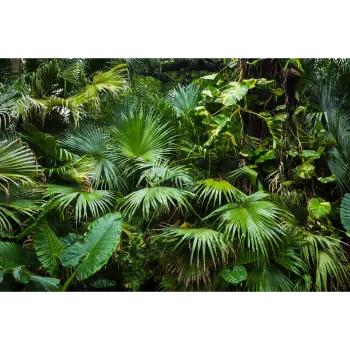 Areca Palm Plant