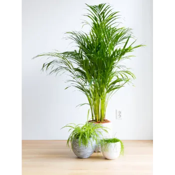 Areca Palm Plant