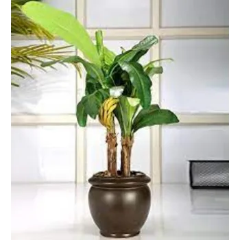 Artificial Plants