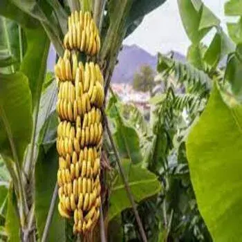 Banana Plants 