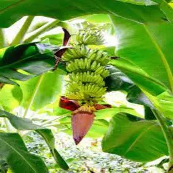 Banana Plants 