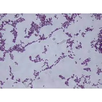   Bacillus Subtilis