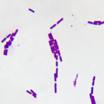  Biofertilizer For Bacillus Subtilis