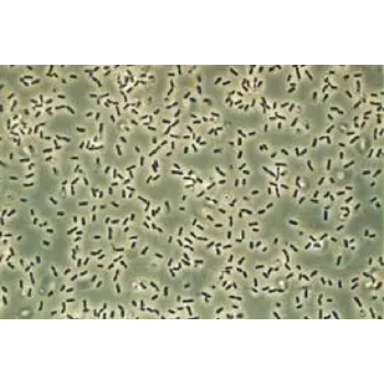 Bacillus Subtilis