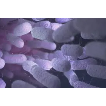 Fresh  Bacillus Subtilis