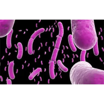 Bacillus Subtilis