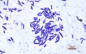 Bacillus Subtilis