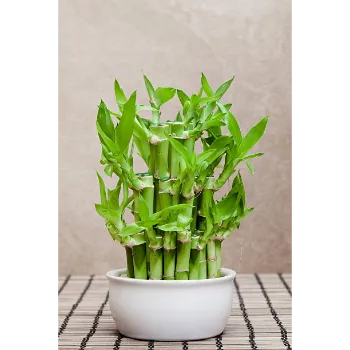  Natural Bamboo Plant