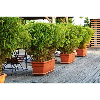 Bamboo Plant