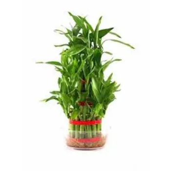 Natural Bamboo Plant
