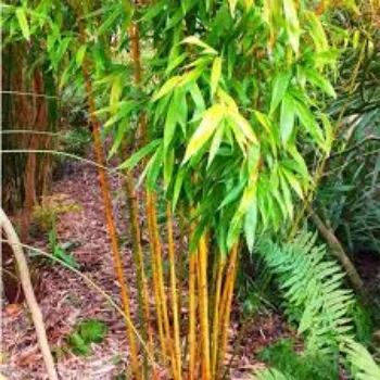 Organic Bamboo Plant