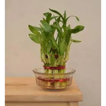 Bamboo Plant