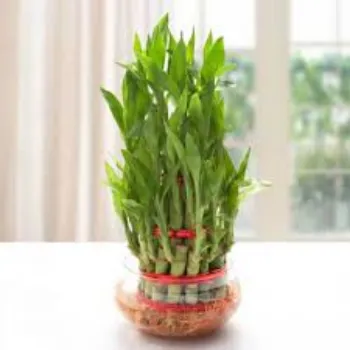 Fresh Bamboo Plant