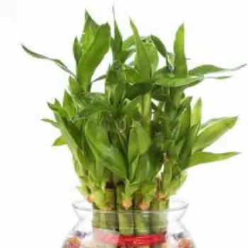 Natural Bamboo Plant
