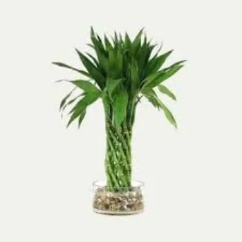 Organic Bamboo Plant
