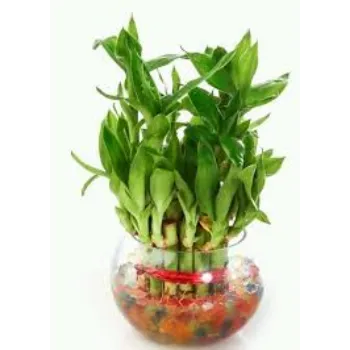 Fresh Bamboo Plant