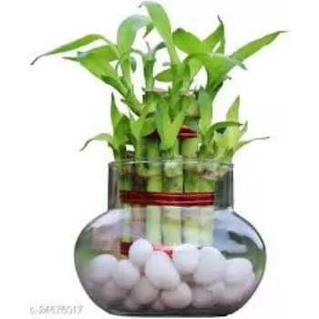 Natural Bamboo Plant