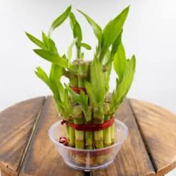 Natural Bamboo Plant