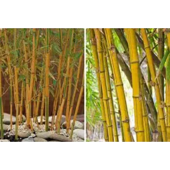 Organic Bamboo Plant