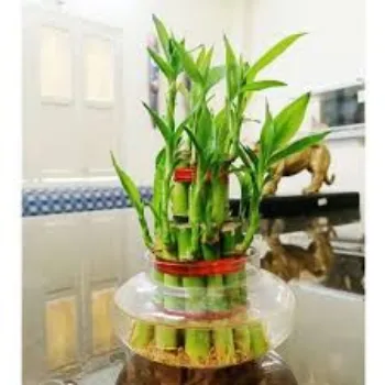 Natural Bamboo Plant