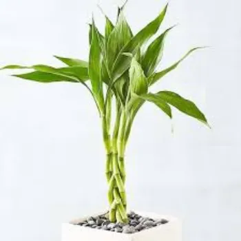 Natural Bamboo Plant