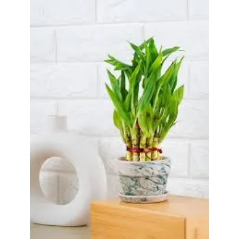 Organic Bamboo Plant