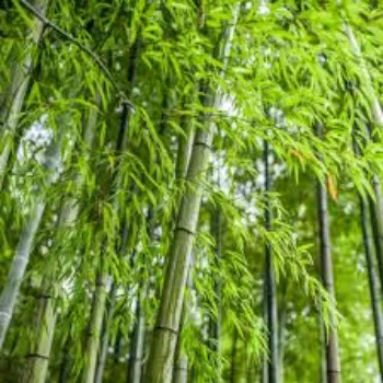 Natural Bamboo Plant