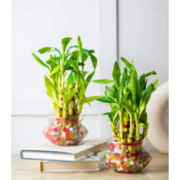 Organic Bamboo Plant