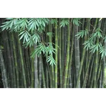 Organic Bamboo Plants