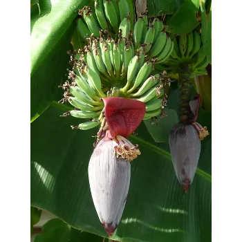 Banana Flower